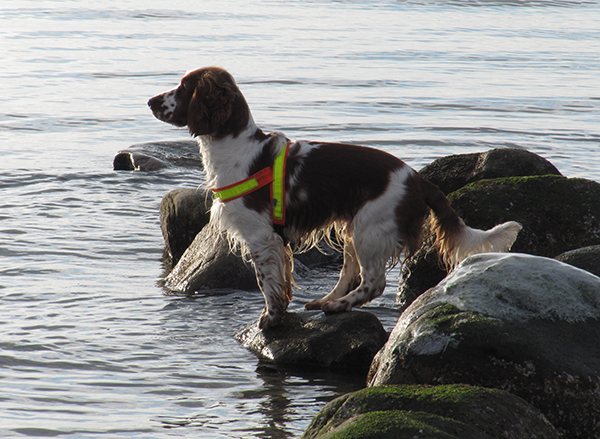 Strandsten