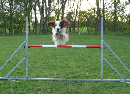 agility-hopp