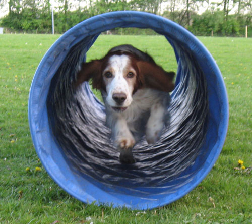 agility-tunnel