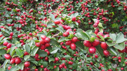 cotoneaster