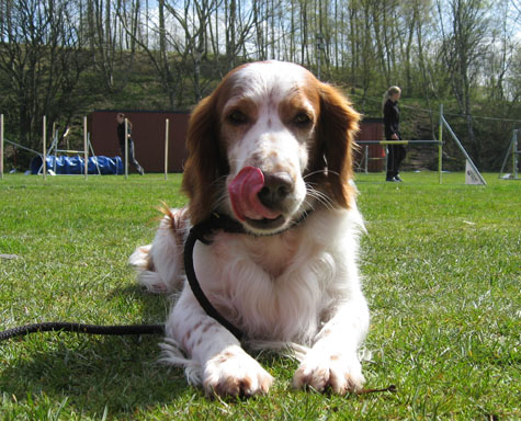 agility-bjuv.jpg