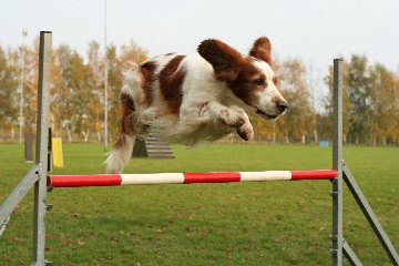 speedy-agility-4.jpg